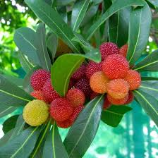 Image result for Myrica kandtiana