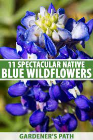 Over 75 choices that will bloom in the second year and for years to come. 11 Native Blue Flowers For The Garden Gardener S Path