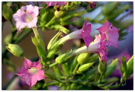 Image result for Nicotiana tabacum