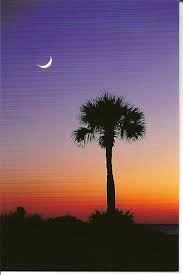 Maybe you would like to learn more about one of these? Sunset Palmetto South Carolina Palmetto Tree South Carolina Homes