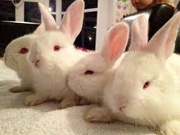 A person's eye color normally comes from the iris. This Is What You Called Rew Red Eye White In Some Breeds Such As Californian Himalayan Florida White Etc Florida White Rabbit Animal Quotes Animals