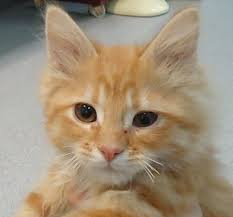 Interested in adopting a maine coon kitten? Columbus Oh Maine Coon Meet Mcjingles A Pet For Adoption