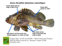 Odfw Finfish Species Rockfish