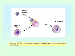 Genetically modified organism (gmo) specializes in providing 129sv/ev and c57bl/6 mouse gene knockout/knockin services. Vjdczrilfetsum