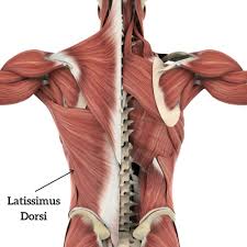 While overuse can lead to pain, some movement may provide relief. Muscle Breakdown Latissimus Dorsi Your House Fitness