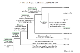 Reptile Taxonomy Chart Classification Of Living Things