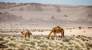 Excursion dans le désert au Maroc: circuit 4x4 ou pédestre à Dakhla