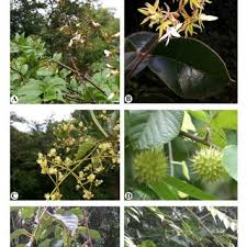 Image result for Hugonia elliptica