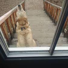 Hig Will Sit On My Steps And Howl Until I Open The Door And Acknowledge Him Also Hig Is Not My Dog Aww