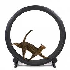 From freestanding cat wheels, to fully customised wheels and even wall mounted cat wheels, there's something here for every frisky feline. One Fast Cat Exercise Wheel New 5th Gen Free Uk Delivery