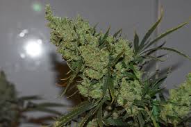 Image result for Silver Haze 1968 Imperial