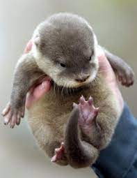 Baby Otter Cute Animals Animals Cute Baby Animals