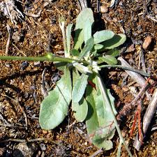 Image result for Tolpis