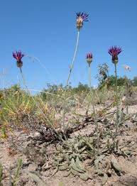 Image result for Gomphocarpus tenuifolius