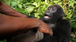 Congo is offering a promotional discounts on gorilla tracking at a half price starting 15th october to 15th. Home Virunga
