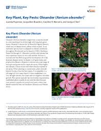 Image result for Sphaeropsis tumefaciens oleander symptoms