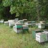 How to become a beekeeper. 1