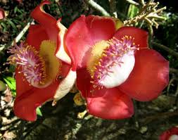 Image result for Lecythidaceae