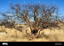 Image result for Commiphora caerulea