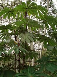 Image result for Cecropia pachystachya