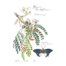 Image result for Albizia adianthifolia