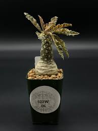 Image result for Dorstenia schliebenii