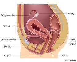 Female Reproductive And Urinary Organs Median Section Labeled In 2021 Female Reproductive System Body Diagram Reproductive System