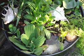 Mini Teich Bepflanzen Attraktiv Fur Balkon Terrasse Kleine Garten Miniteich Wasserpflanzen Teichpflanzen