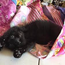 We currently have pets available for adoption at all of our locations and in foster homes. Photos At Kc Pet Project Petco Pet Adoption Center Overland Park Ks