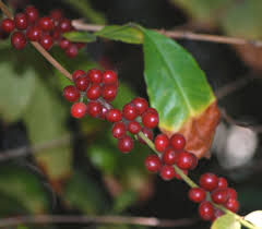 Image result for Coffea racemosa