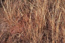 Glyphosate may work as johnson grass control near the lawn, but can damage surrounding turf. How Do I Get Rid Of Johnson Grass Hometalk