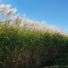 Image result for Miscanthus