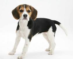Pocket Beagle Breed Information Facts Pictures