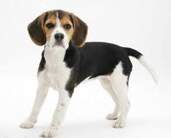 pocket beagle breed information facts pictures