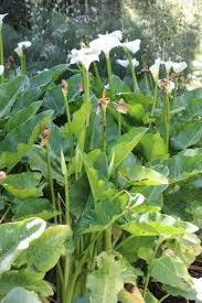 Image result for Zantedeschia aethiopica
