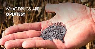 What Drugs Are Opioids Casa Palmera