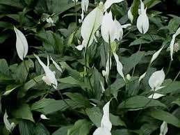 Peace Lilies In Bloom Spathiphyllum Floribundum Peace Lily Plant Plants Air Cleaning Plants