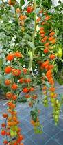 Image result for tomato Datterino