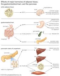 Insulin Definition Structure Function Britannica