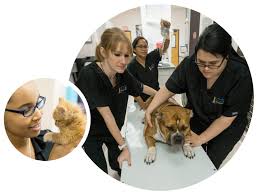 We found 197 results for 24 hour emergency animal hospital in or near chicago, il. Beacon Vet Veterinary Specialty Care