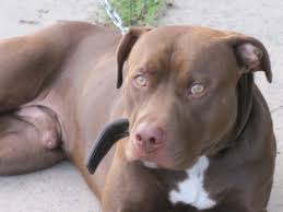 At the end of the day, blue pits can make great pets if trained correctly and cordially. American Pit Bull Terrier Welpen Gunstig Kaufen Hunde Haustier Anzeiger