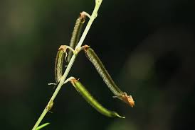 Image result for Tephrosia noctiflora