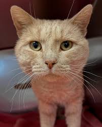 7 NEW CATS 🐈 Meet Walter, Puff Boy, No. 2 Pencil, Lost Sock, Cookie,  Regina, and Piglet ❤️ #adoptdontshop