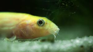 Dojo Loach Care 101 (Aka Weather Or Pond Loach)