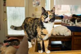 Interestingly, almost all calico cats are female because they have the xx chromosomes. 101 Most Popular Calico Cat Names We Re All About Cats