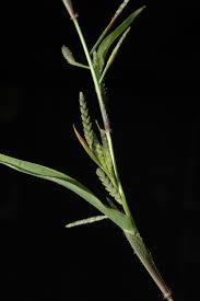 Image result for Hackelochloa granularis
