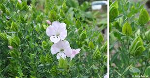 Image result for Barleria tanzaniana
