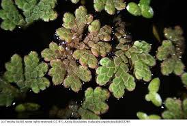 Image result for Azolla