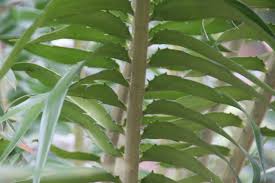 Image result for Encephalartos gratus