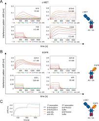 Charles hoffe on the laura lynn show, dr. Balancing Selectivity And Efficacy Of Bispecific Epidermal Growth Factor Receptor Egfr C Met Antibodies And Antibody Drug Conjugates Journal Of Biological Chemistry